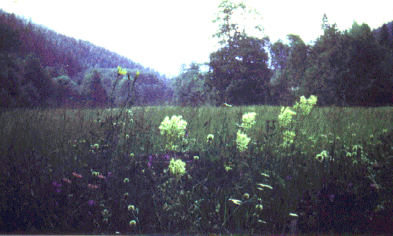 egy mess rt az Ilva-vlgyben . 