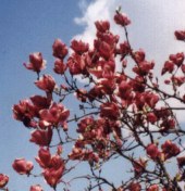 s a magnlia is virgzott a Fõtren